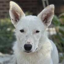 Thumbnail photo of Dove #1