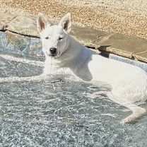 Thumbnail photo of Dove #2