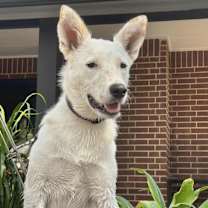 Thumbnail photo of Dove #3