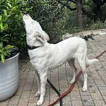 Thumbnail photo of Dove #4