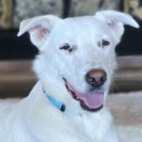 Thumbnail photo of Finch #1