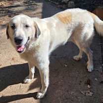 Thumbnail photo of Thor #1