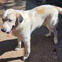 Thumbnail photo of Thor #2