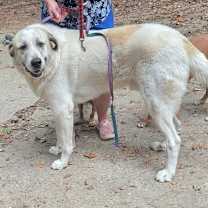 Thumbnail photo of Thor #3