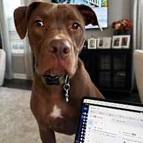 Thumbnail photo of Bruno #1