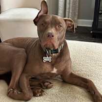 Thumbnail photo of Bruno #2