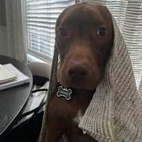 Thumbnail photo of Bruno #3