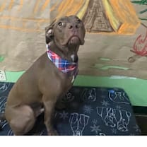 Thumbnail photo of Bruno #4