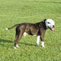 Thumbnail photo of Buster #4