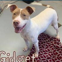 Thumbnail photo of Gidget #1
