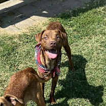 Thumbnail photo of Peanut #1