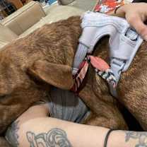 Thumbnail photo of Peanut #3