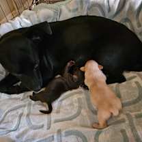 Thumbnail photo of Lilibet (fka Alea) #2