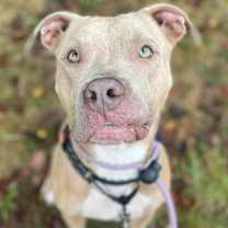 Thumbnail photo of Caspian #2