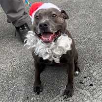 Thumbnail photo of Piggy (I Have a Secret Crush!) #1