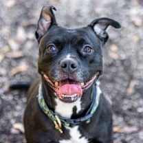 Thumbnail photo of Squirrely (I have a Secret Crush!) #4