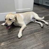 Thumbnail photo of Bruno #1