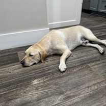 Thumbnail photo of Bruno #2