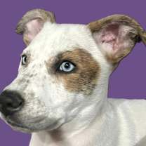 Thumbnail photo of Spade #1