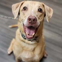 Thumbnail photo of Crème Fraîche #2