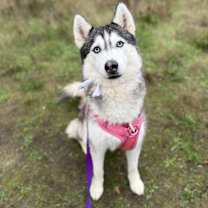 Thumbnail photo of Elvira #1