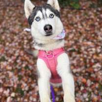 Thumbnail photo of Elvira #2