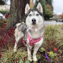 Thumbnail photo of Elvira #3