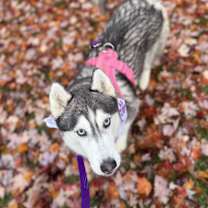 Thumbnail photo of Elvira #4