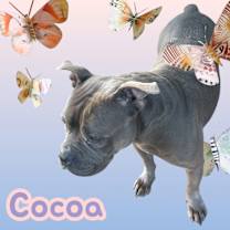 Thumbnail photo of Cocoa #3