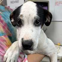 Thumbnail photo of Gabriella #2