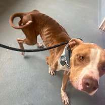 Thumbnail photo of Ripley (White Shoes) #3