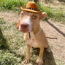 Thumbnail photo of Brownie #4