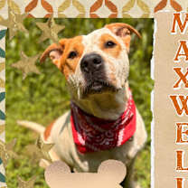 Thumbnail photo of Maxwell #1