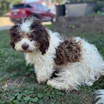 Thumbnail photo of Benny #2