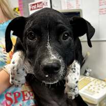 Thumbnail photo of Sharpay #2