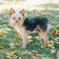 Thumbnail photo of Lyra #1