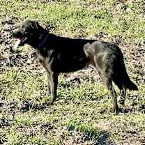 Thumbnail photo of Temu #3