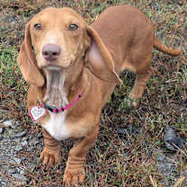 Thumbnail photo of Sadie in SC #2