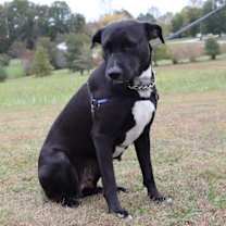 Thumbnail photo of Ebony #3