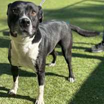 Thumbnail photo of Boyd 3329 #1