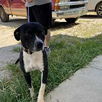 Thumbnail photo of Boyd 3329 #2