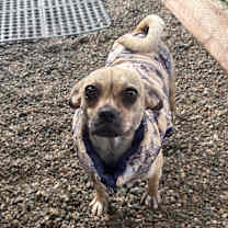 Thumbnail photo of Pansy #4