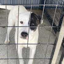 Thumbnail photo of Cookie - 082004T #3