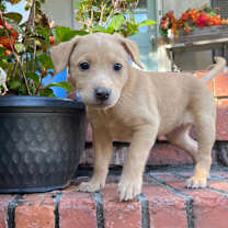 Thumbnail photo of Ursula #2