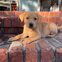 Thumbnail photo of Ursula #3