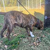 Thumbnail photo of Kodak fka George fka Andy #4