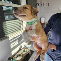 Thumbnail photo of ZOTTI #1