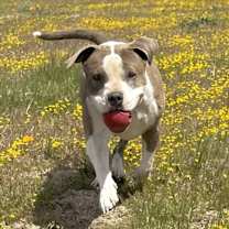 Thumbnail photo of DOROTHY #4