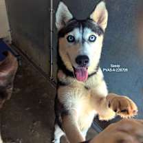 Thumbnail photo of Sassy #3