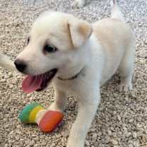 Thumbnail photo of Milo AL #3